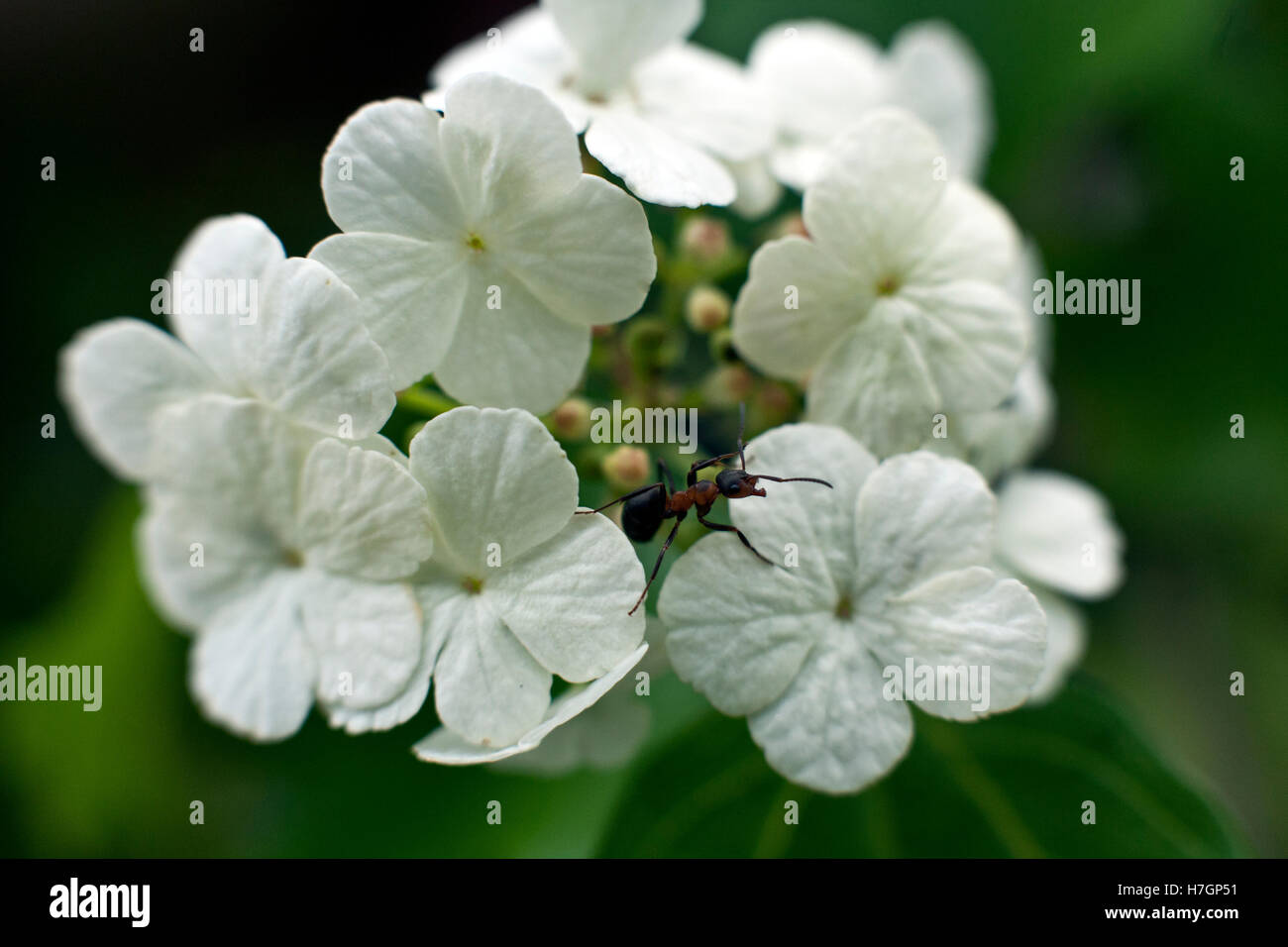 Viburnum opulus fiori o viburno Rose, acqua sambuco, Cranberrybush europea, crampi corteccia, Snowball Tree in primo piano Foto Stock