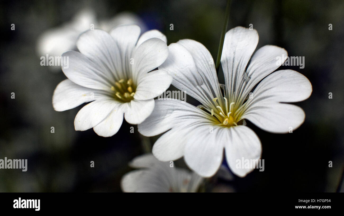 Stellaria holostea Addersmeat o maggiore Stitchwort fiore Foto Stock