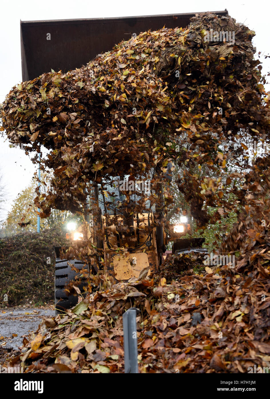 Neumunster, Germania. 4 Novembre, 2016. Una carrellata dump laoder Foglie di autunno nei locali del cantiere di riciclaggio del municipial utilities in Neumunster, Germania, 4 novembre 2016. Hosueholds privato può scaricare il loro raccolto Foglie di autunno ci gratis fino alla fine di novembre. Foto: CARSTEN REHDER/dpa/Alamy Live News Foto Stock