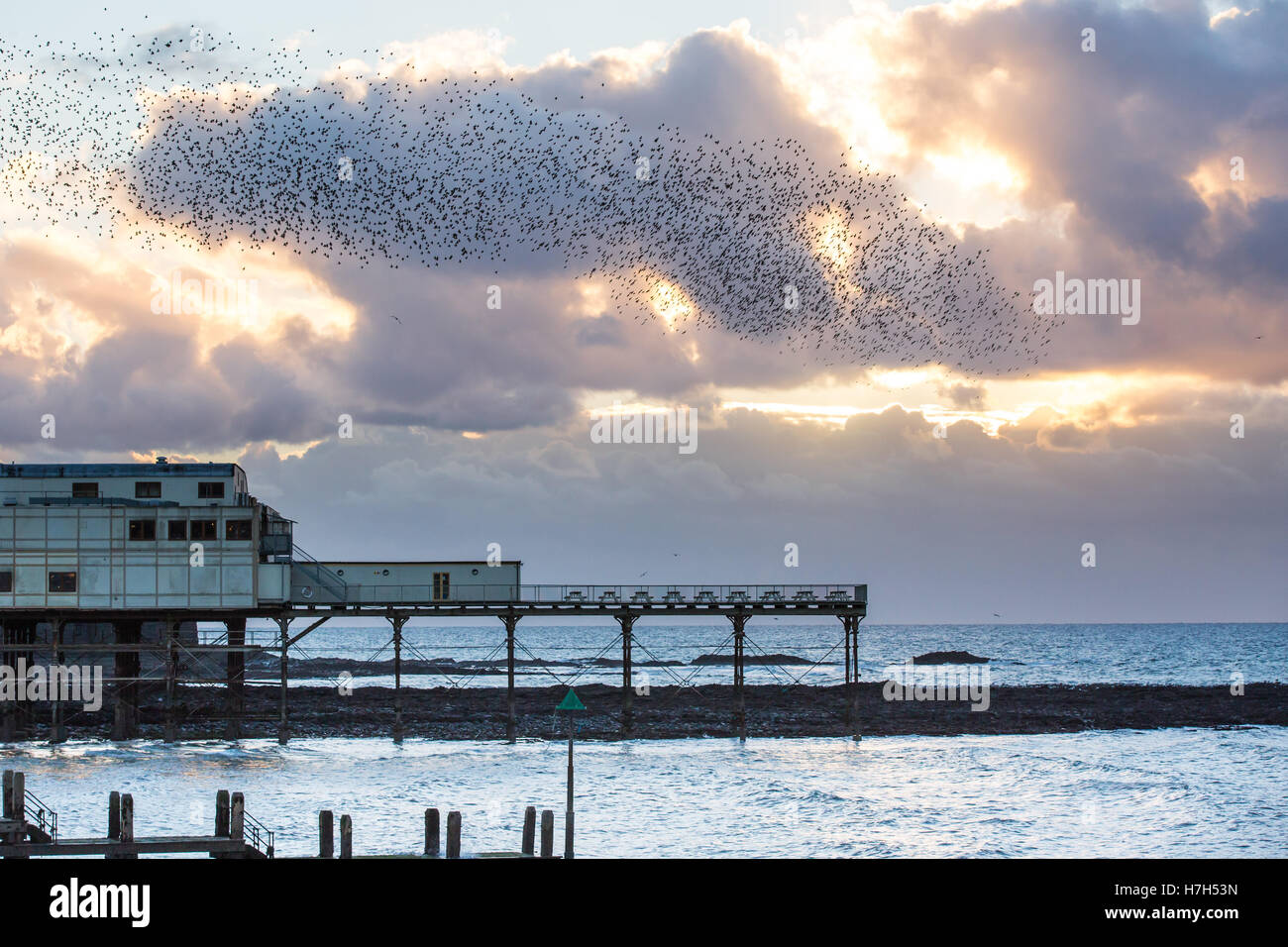 Aberystwyth, Wales, Regno Unito. 5 Novembre, 2016. Prima che i fuochi d'artificio, stormi di storni visualizzare su Aberystwyth Pier contro il drammatico nuvole al tramonto. Credito: Alan Hale/Alamy Live News Foto Stock