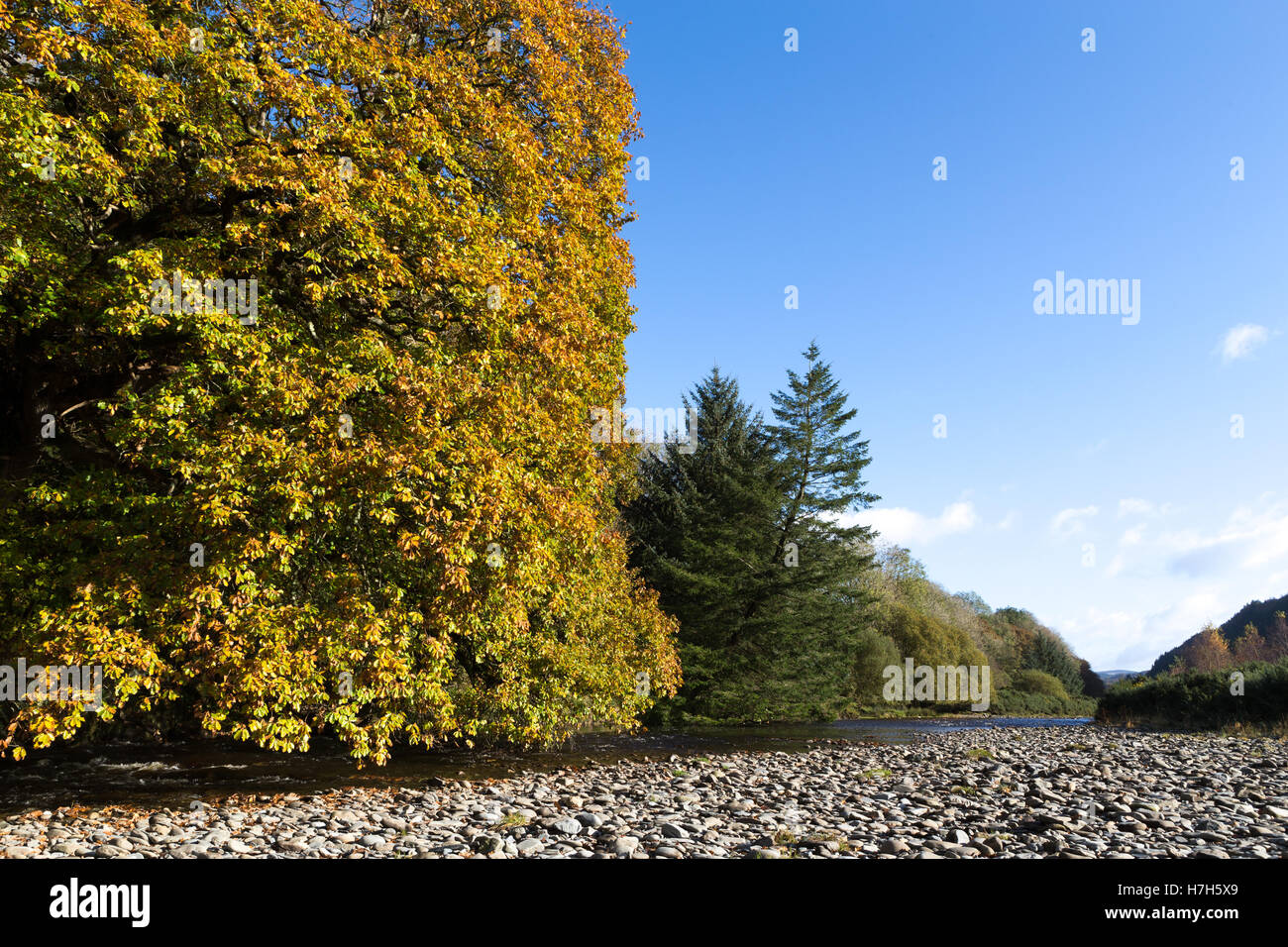 Colori autunnali lungo il fiume Ystwyth in Ceredigion, Galles Foto Stock