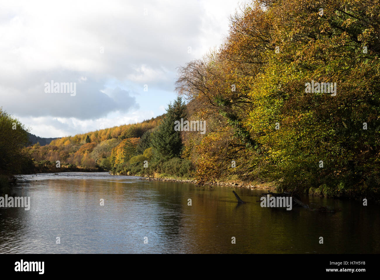 Colori autunnali lungo il fiume Ystwyth in Ceredigion, Galles Foto Stock
