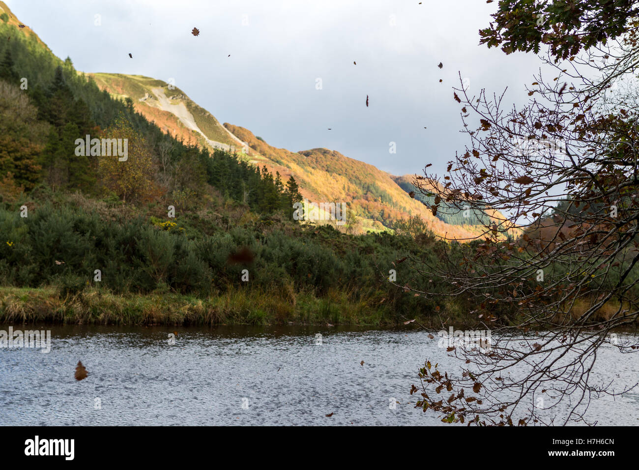 Foglie di autunno essendo soffiato un albero nel fiume ystwyth Foto Stock