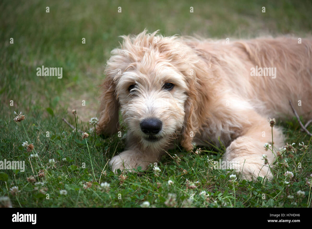 Nuovo cucciolo Goldendoodle incrocio tra un Golden Retriever cane e un barboncino. Clitherall Minnesota MN USA Foto Stock