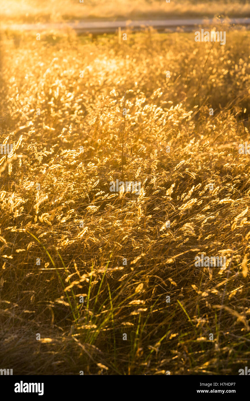 Erba di estate Foto Stock