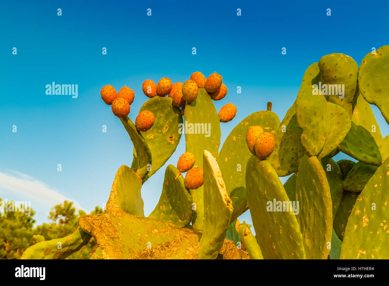 Le pale di cactus e fichidindia Foto Stock