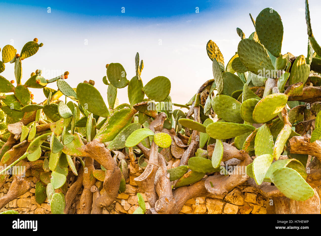Le pale di cactus e fichidindia Foto Stock