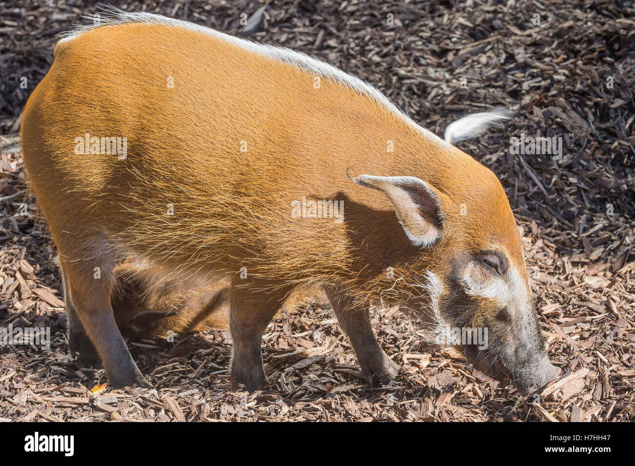 Red River hog, Potamochoerus porcus, bush pig, nativo di Africa; Congo Foto Stock