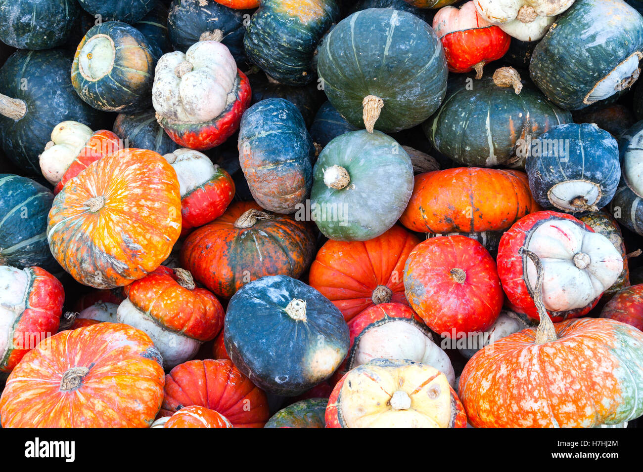 Colorate zucche in miniatura in vendita presso un allevatore locale il mercato del Ringraziamento. Tema di autunno sfondo. Foto Stock