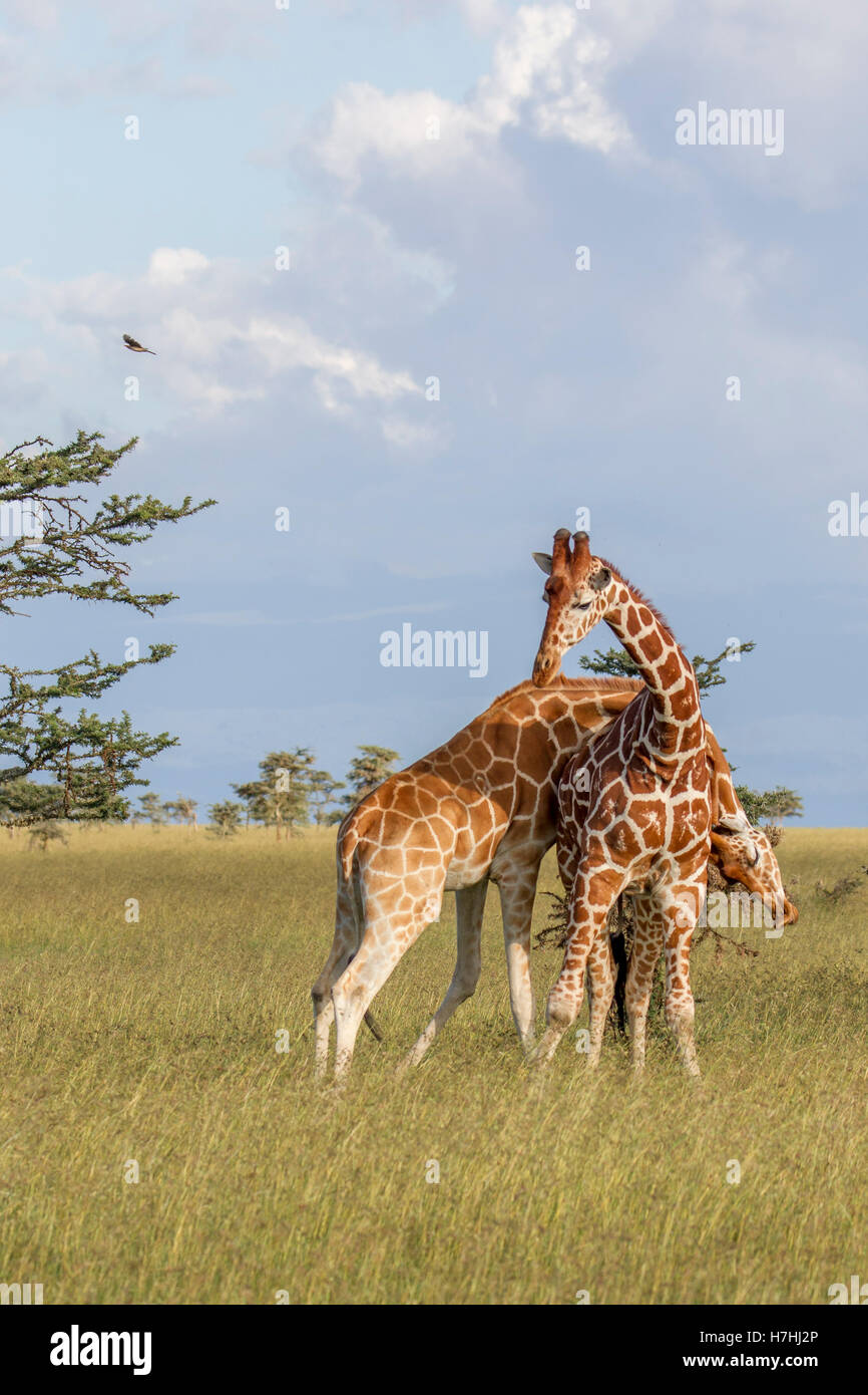 Due giraffe reticolate Giraffa reticulata "Giraffa somala" collo combattimenti uno sopra l'altro con la schiena, Laikipia Kenya Africa orientale Foto Stock