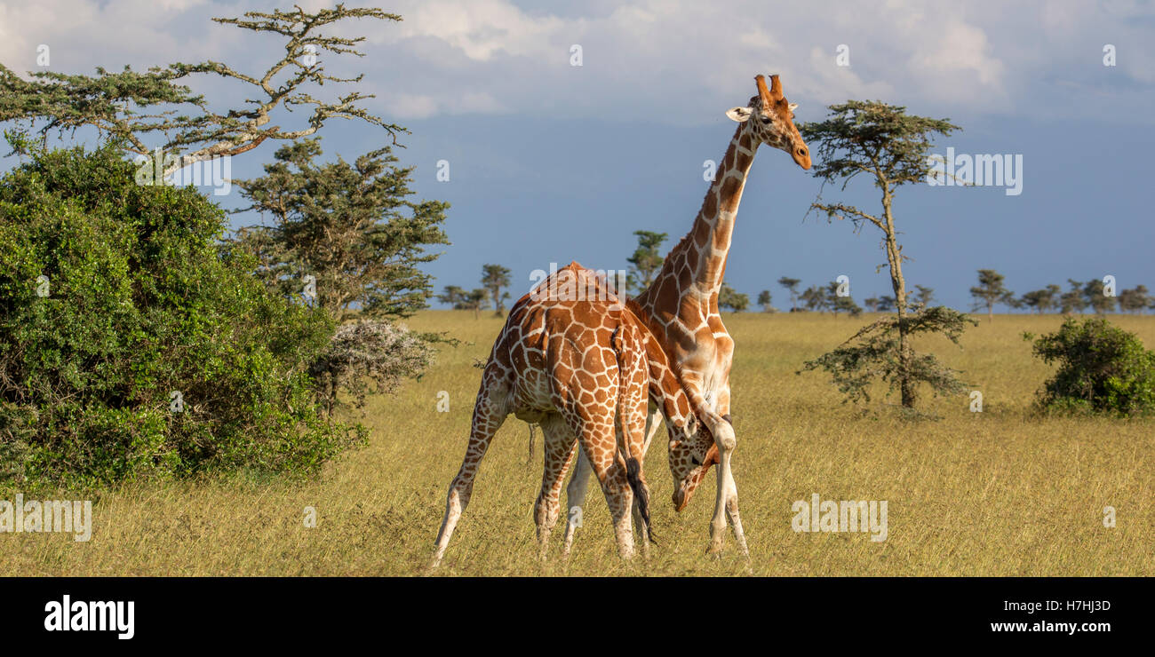 Due giraffe reticolate Giraffa reticulata "Giraffa somala", collo combattimenti uno con testa sotto, Laikipia Kenya Africa orientale 2016 Foto Stock
