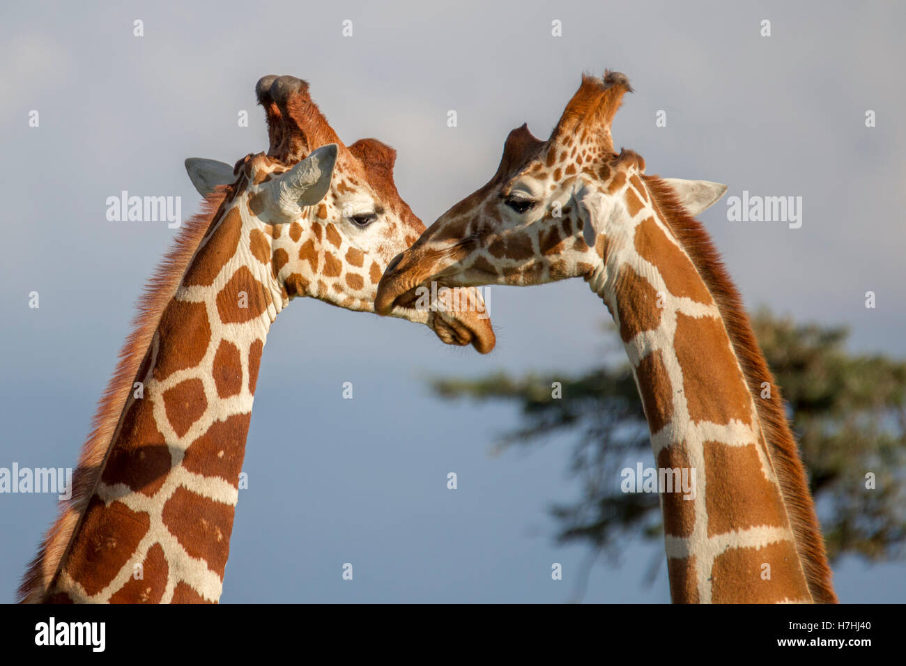 Due giraffe reticolate Giraffa reticulata "Giraffa somala", faccia a faccia durante il combattimento del collo, Laikipia Kenya Africa orientale 2016 Foto Stock