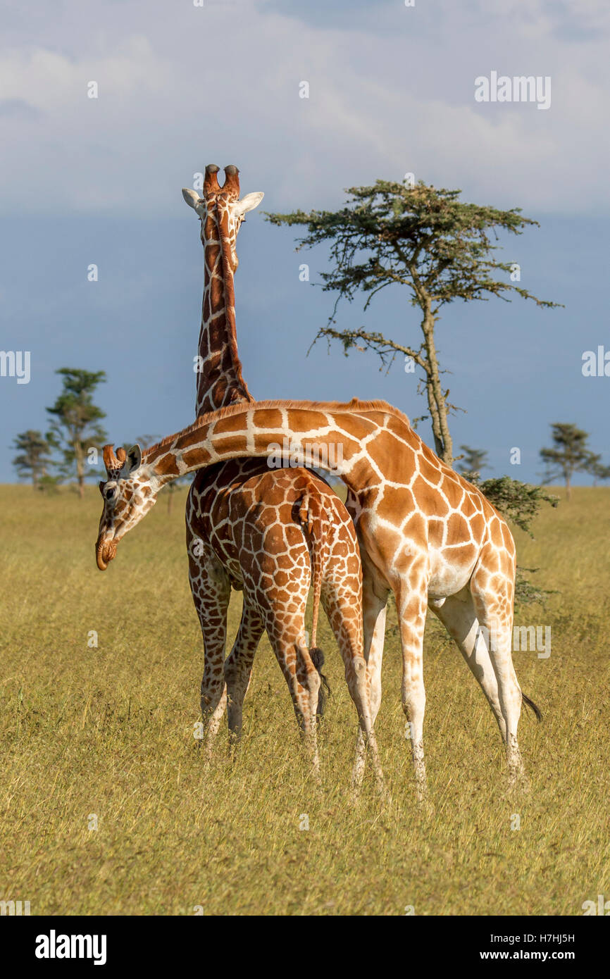 Due giraffe reticolate Giraffa reticulata "Giraffa somala", uno con collo sulle, collo combattimenti di Laikipia Kenya Africa orientale 2016 Foto Stock