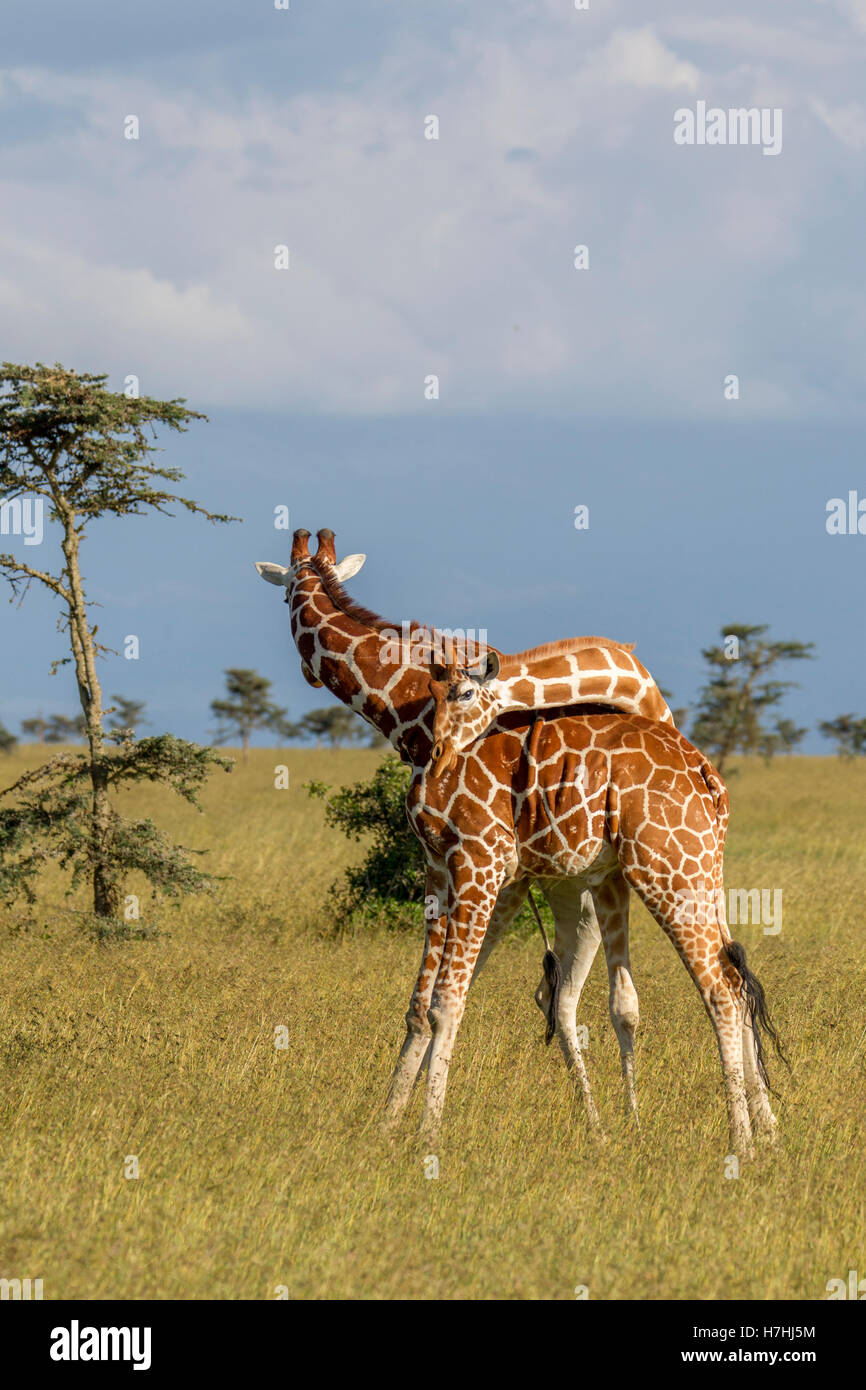 Due giraffe reticolate Giraffa reticulata "Giraffa somala" premendo e collo su collo combattimenti di Laikipia Kenya Africa orientale 2016 Foto Stock