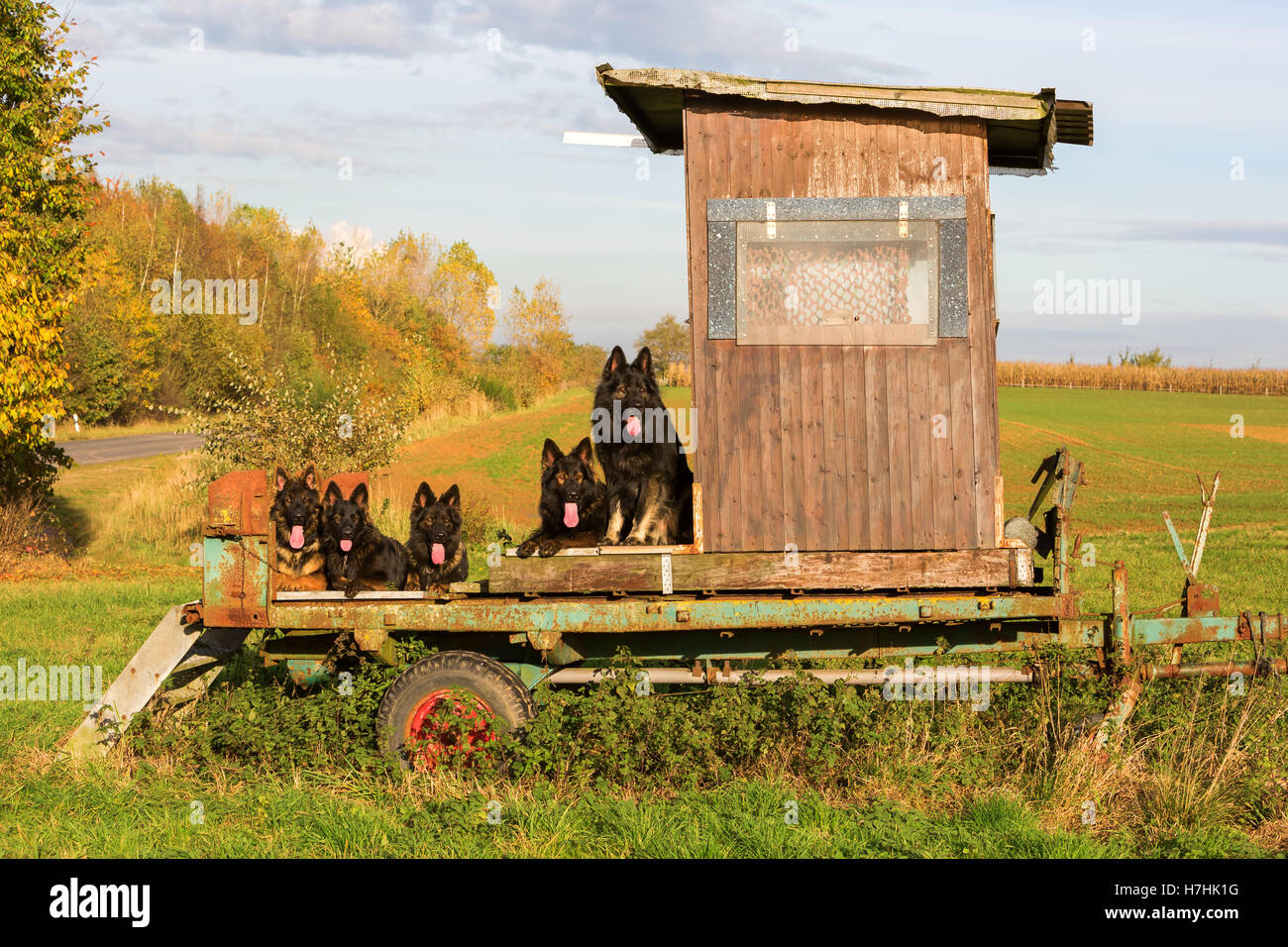 Pack cani pastore tedesco di seduta a una deerstand Foto Stock