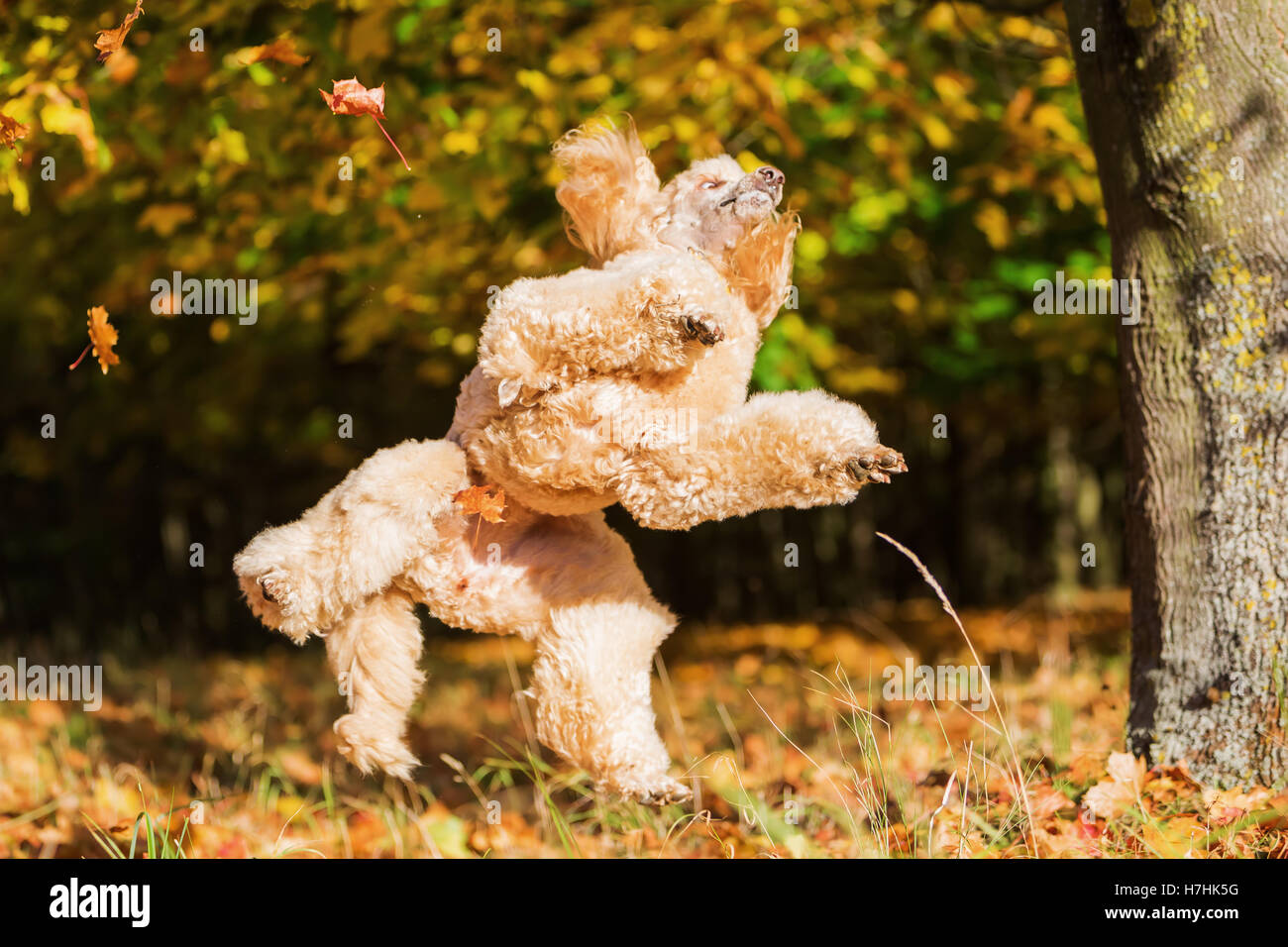 Royal barbone ha divertimento e salti di foglie di autunno Foto Stock