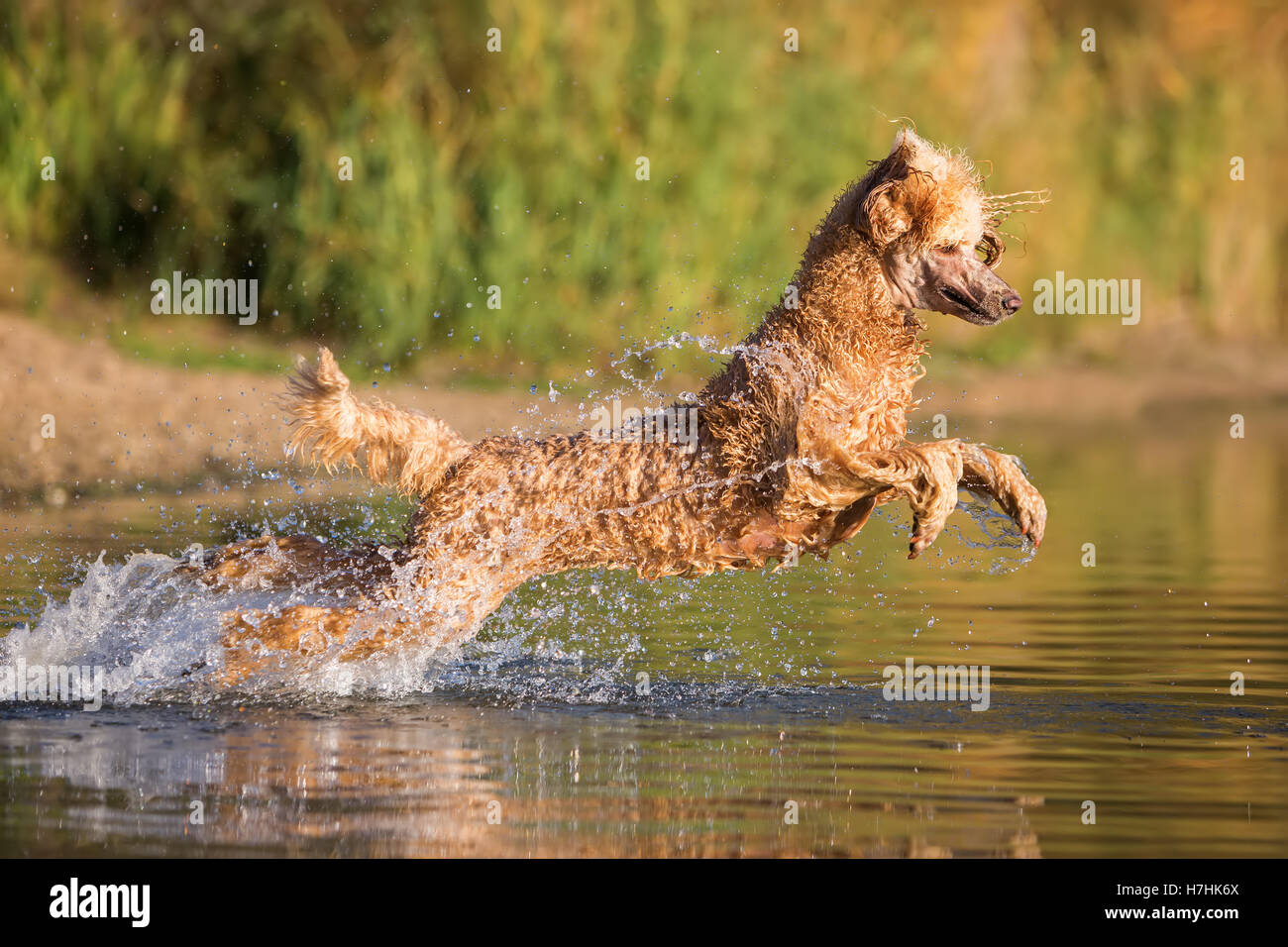 Royal poodle è saltare in acqua di un lago Foto Stock