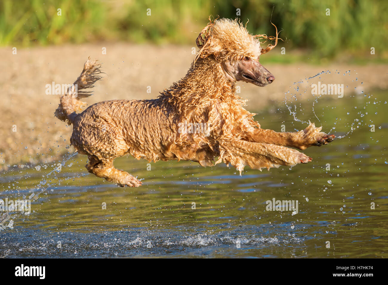 Royal poodle è saltare in acqua di un lago Foto Stock