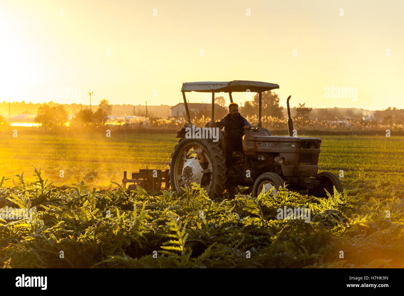 Uomo al lavoro su la piantagione di carciofi con un trattore al tramonto. Foto Stock