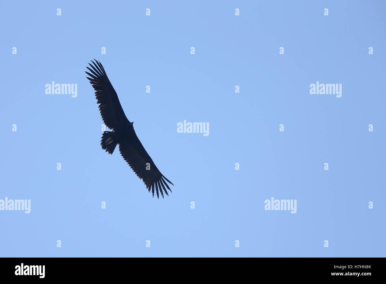 Avvoltoio nero flying overhead, Andalusia, Spagna. Foto Stock