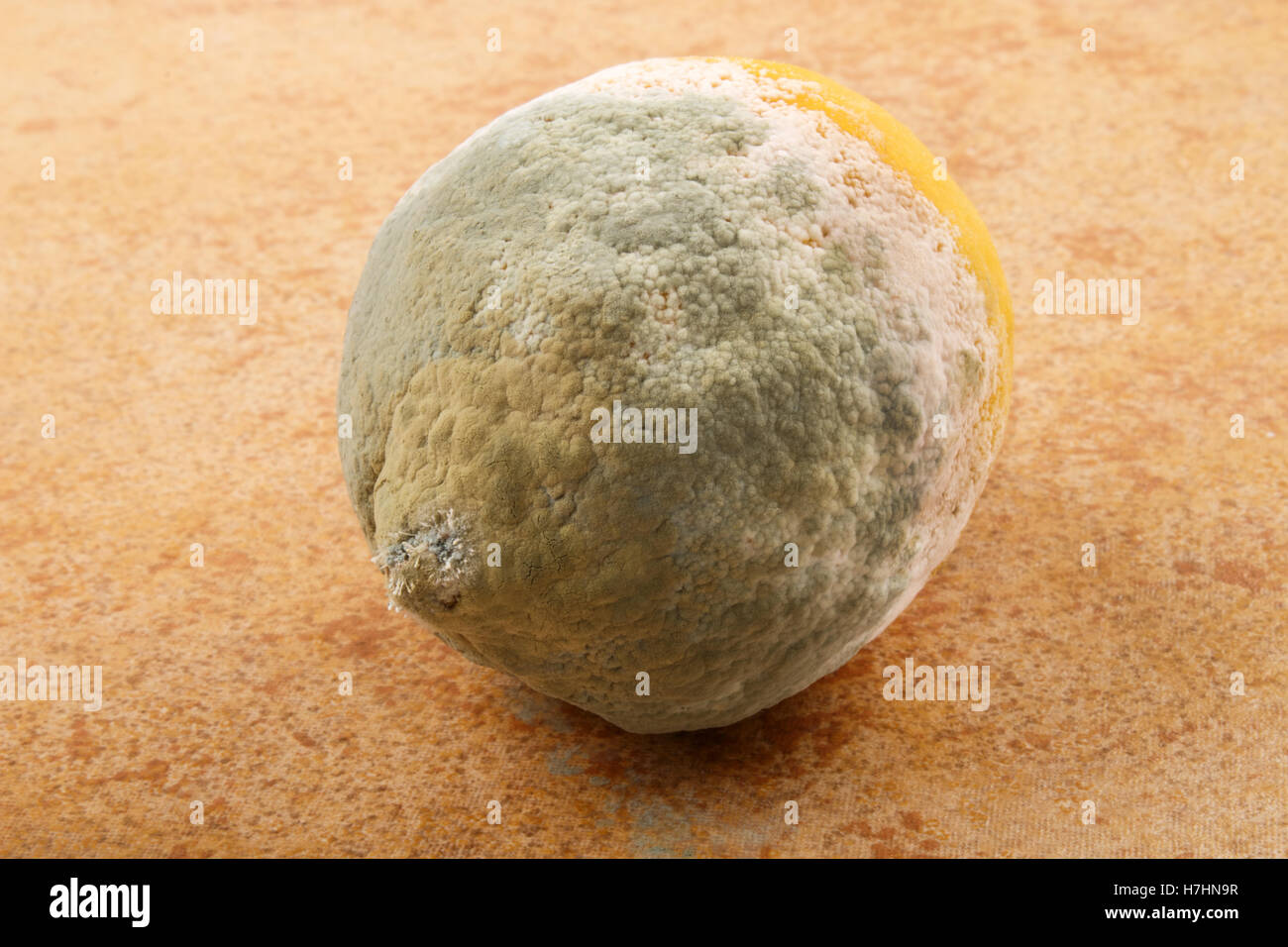 Uno stampo con vecchio infestate di limone Foto Stock