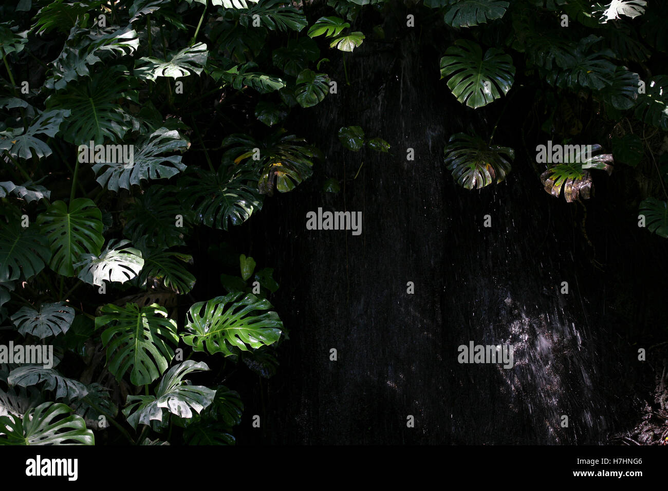Monstera deliciosa / il formaggio svizzero impianto / Ceriman cresce una cascata in ombra profonda Foto Stock