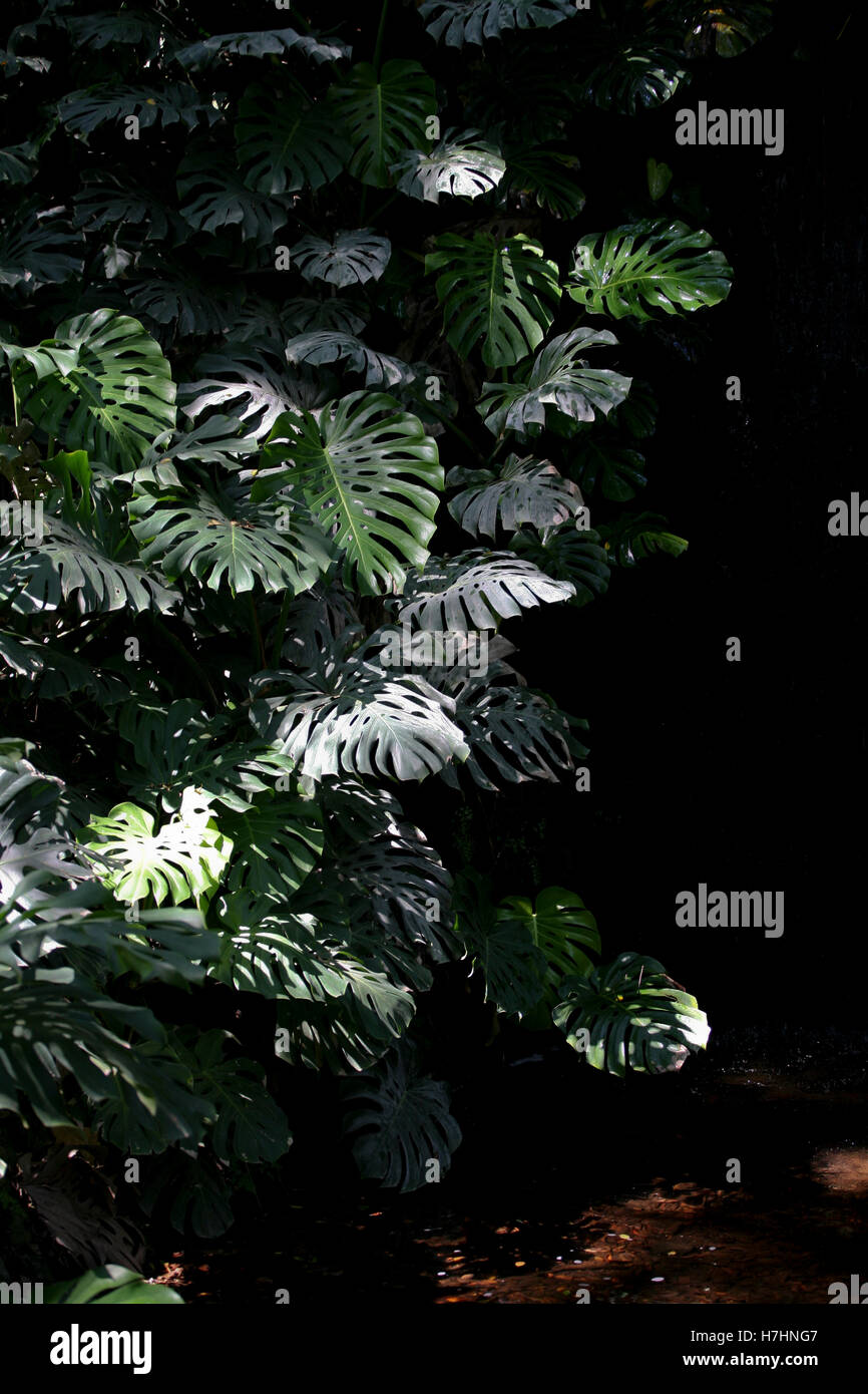 Monstera deliciosa / il formaggio svizzero impianto / Ceriman cresce una cascata in ombra profonda Foto Stock