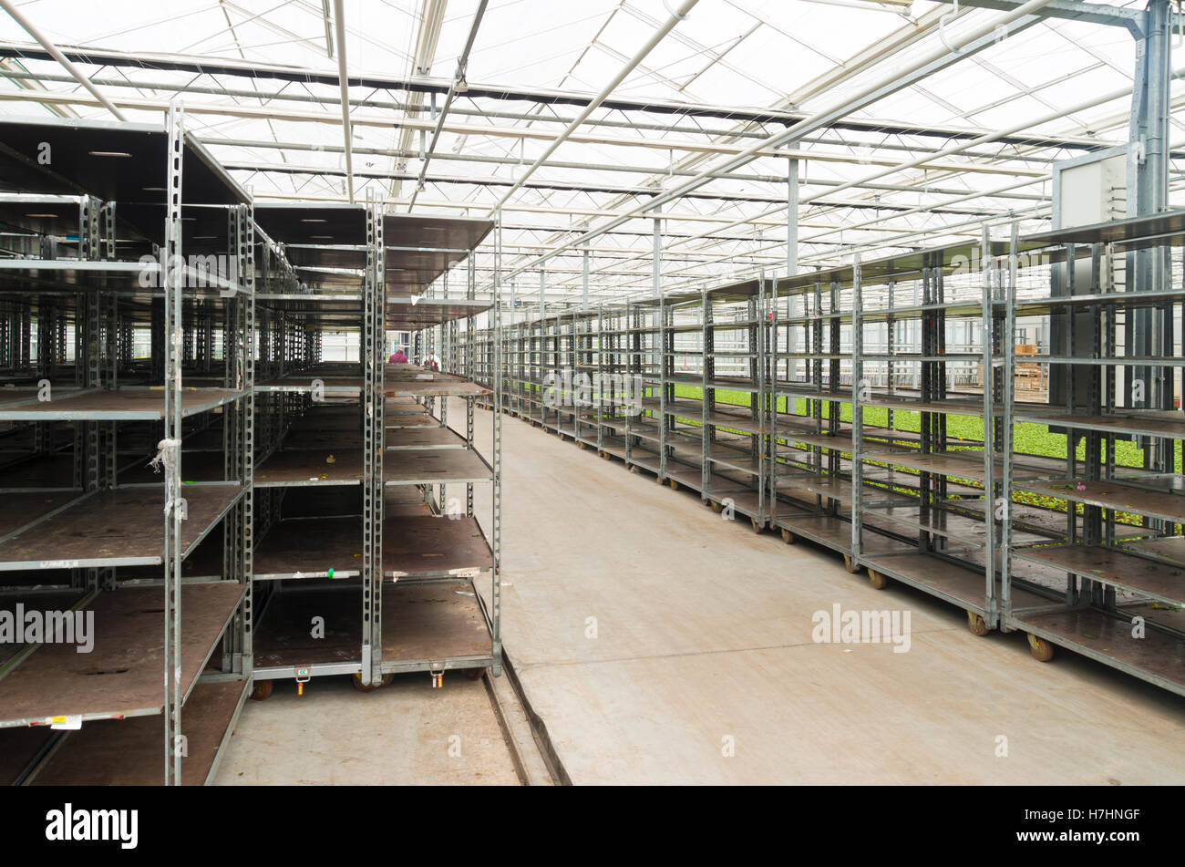 Le casse vuote in una serra commerciale nei Paesi Bassi Foto Stock