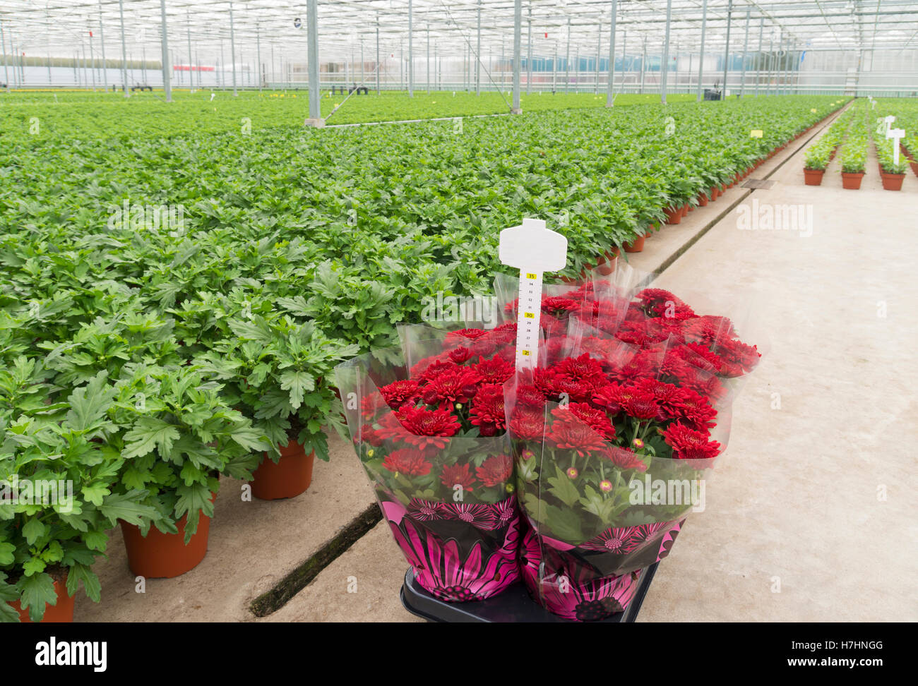 Interno di una serra commerciale nei Paesi Bassi Foto Stock