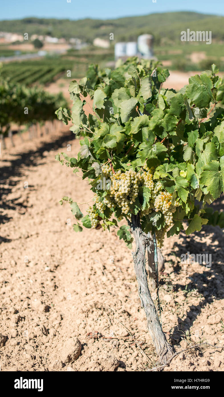 I vigneti e la fabbrica di vite sullo sfondo Foto Stock
