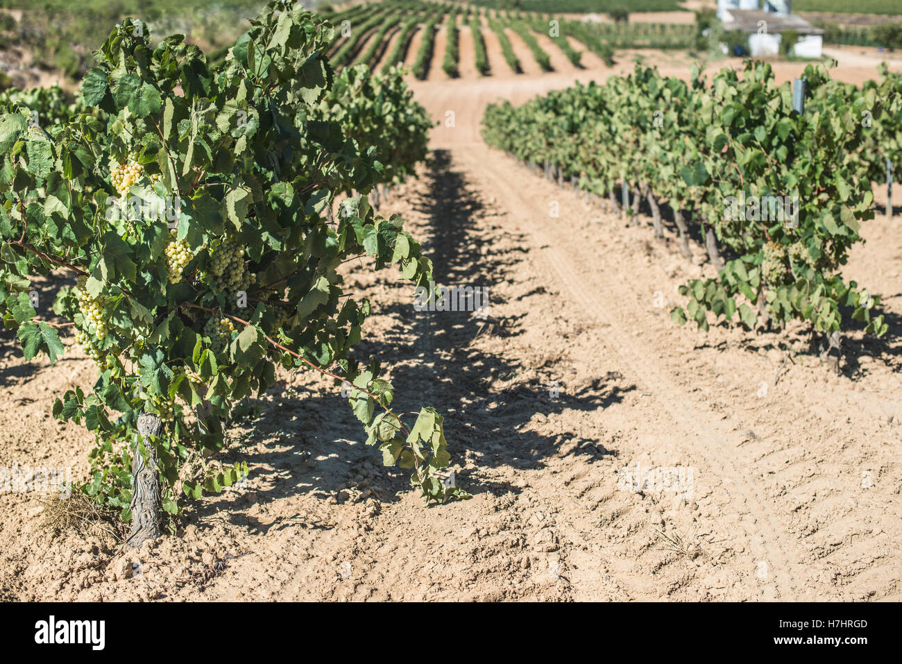 I vigneti e la fabbrica di vite sullo sfondo Foto Stock