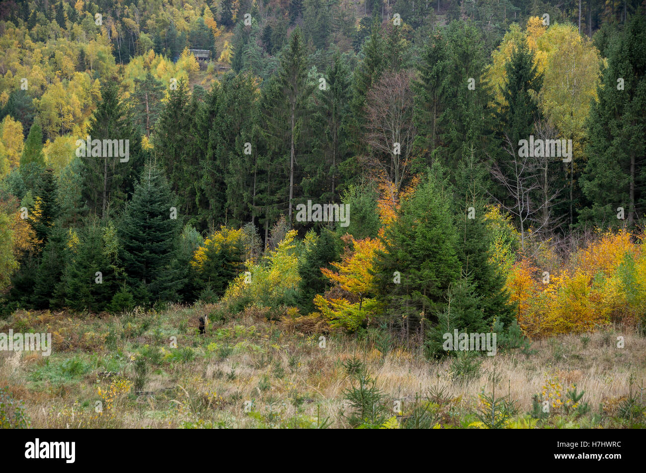 Central European colorato bosco misto in autunno Foto Stock