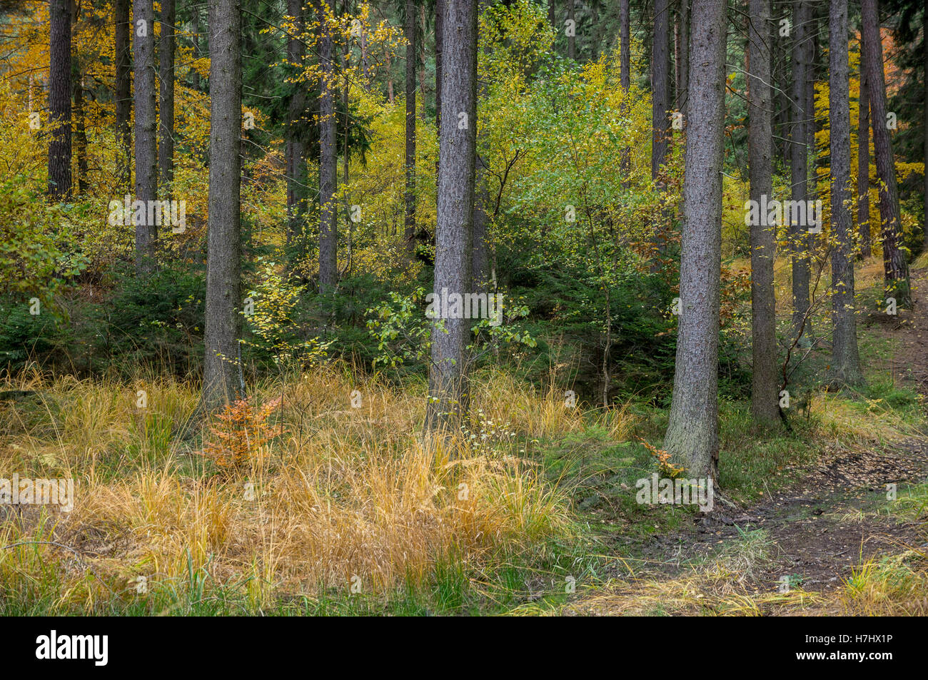 Central European colorato bosco misto in autunno Foto Stock