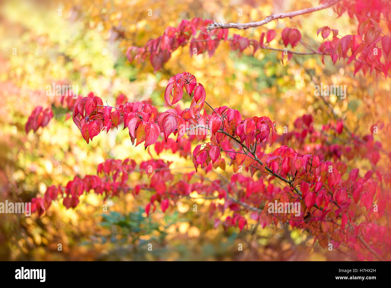 Autunno colorato di rosso lascia Foto Stock