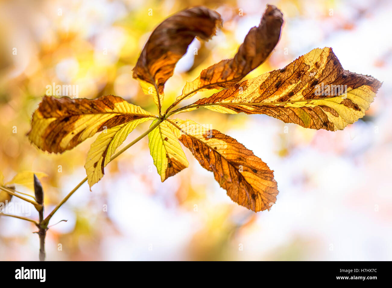 Autunno colorato foglie di castagno Foto Stock