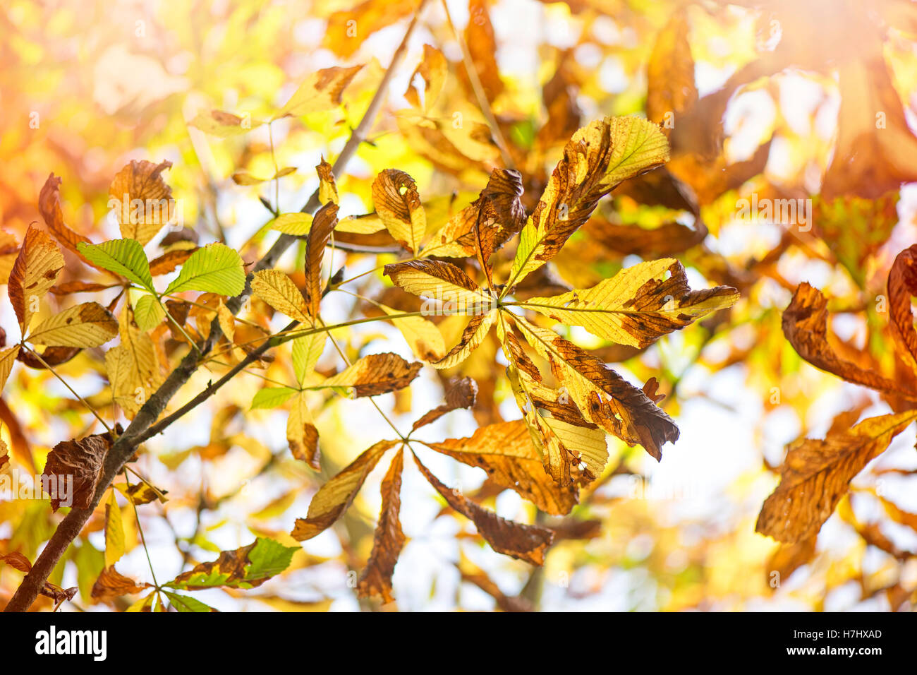 Colore di autunno foglie di castagno Foto Stock