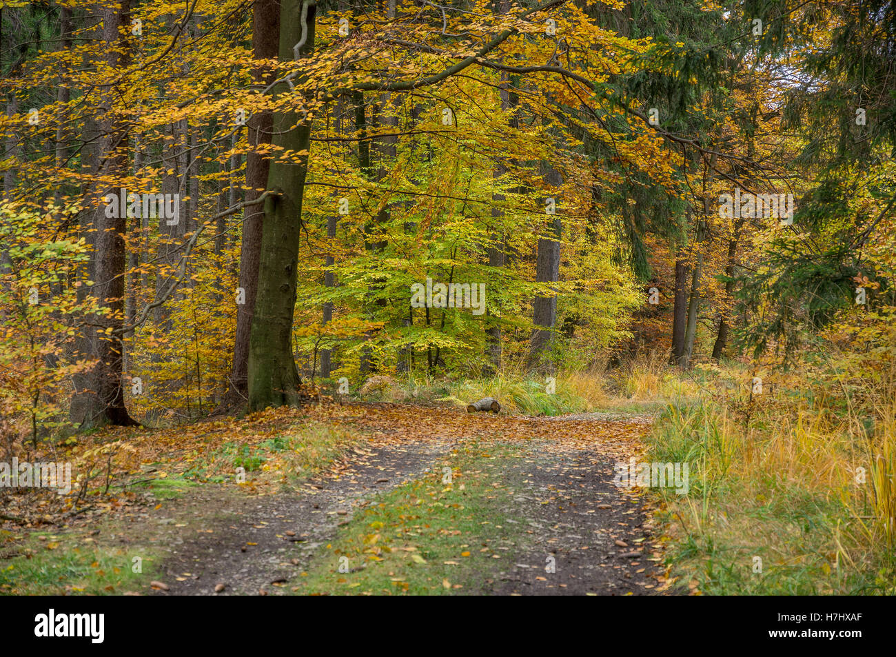 Strada sporca nel Central European colorati misti della foresta di autunno Foto Stock