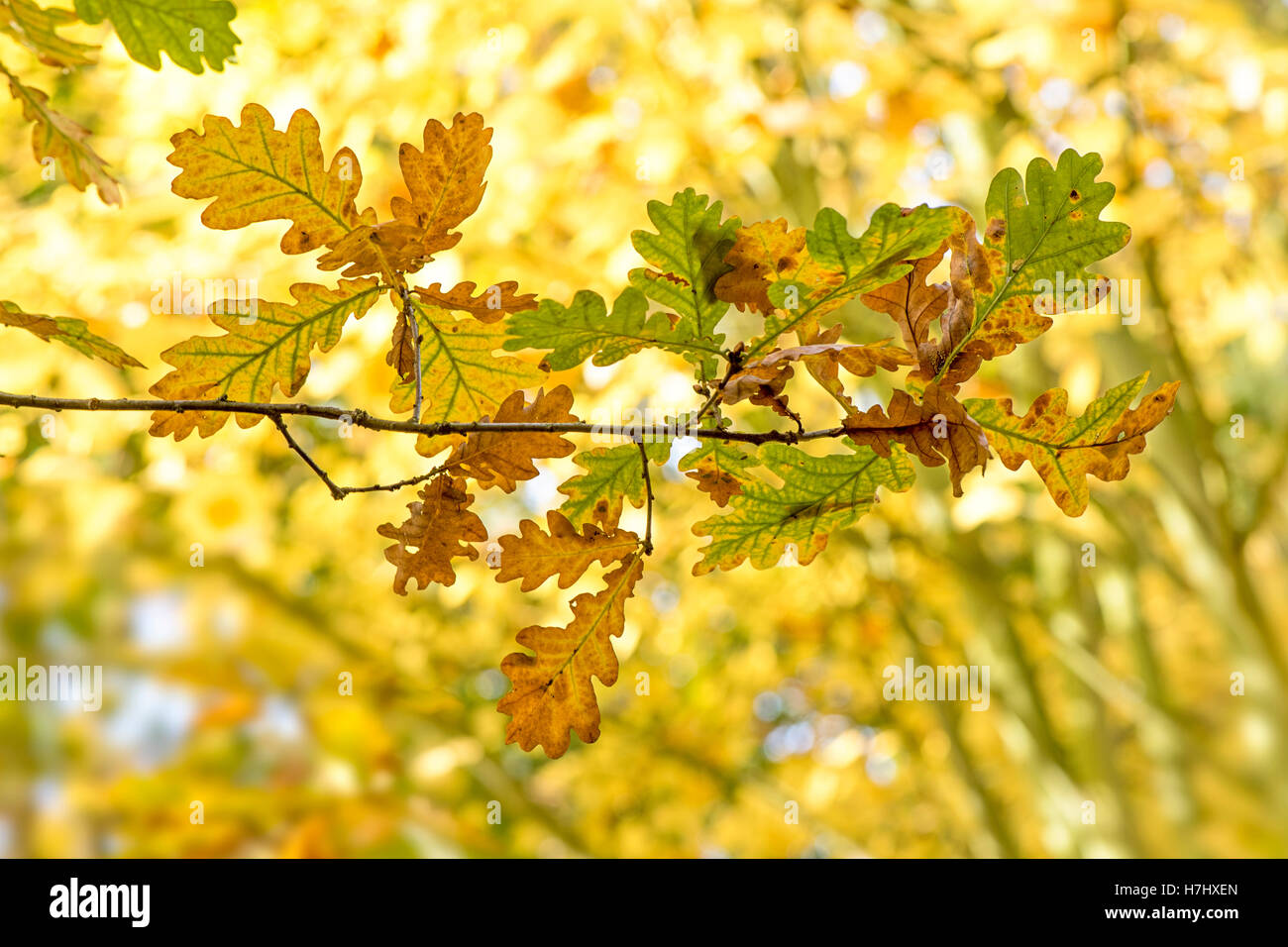 Colore di autunno inglese di foglie di quercia immagine presa in autunno sunshine contro un dolce sottofondo. Foto Stock