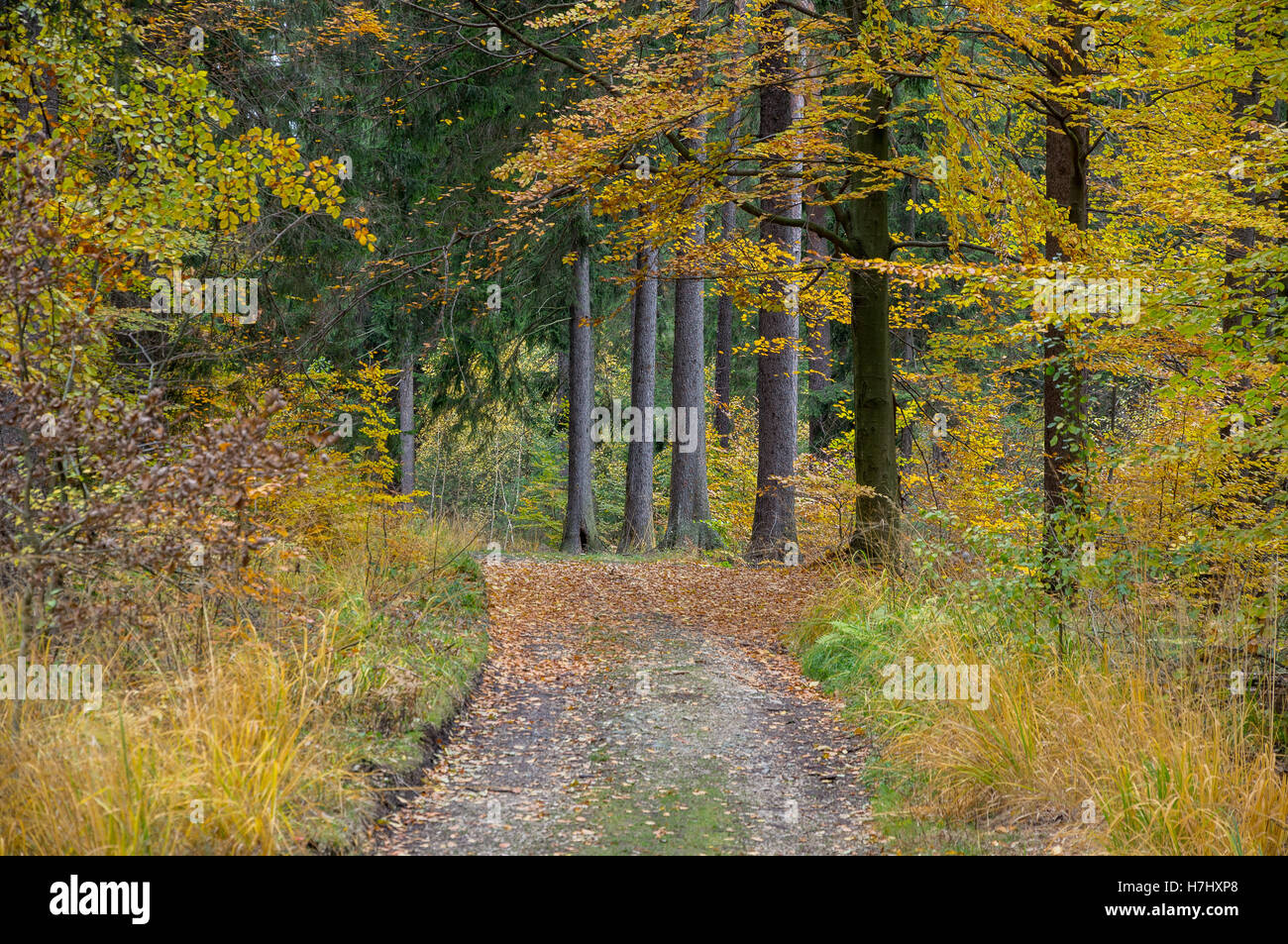 Strada sporca nel Central European colorati misti della foresta di autunno Foto Stock