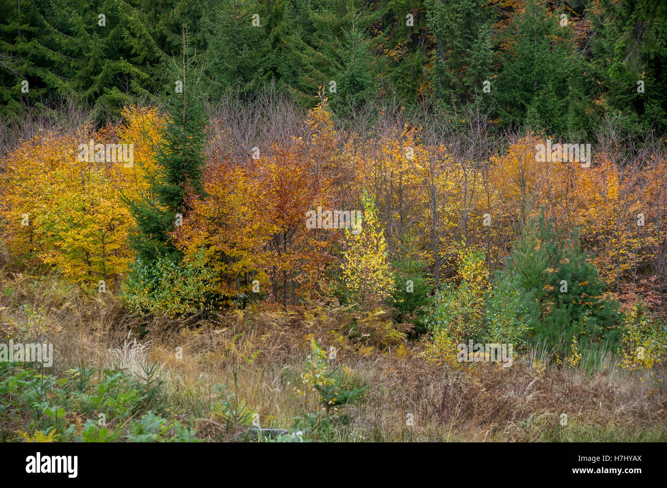 Central European colorato bosco misto in autunno Foto Stock