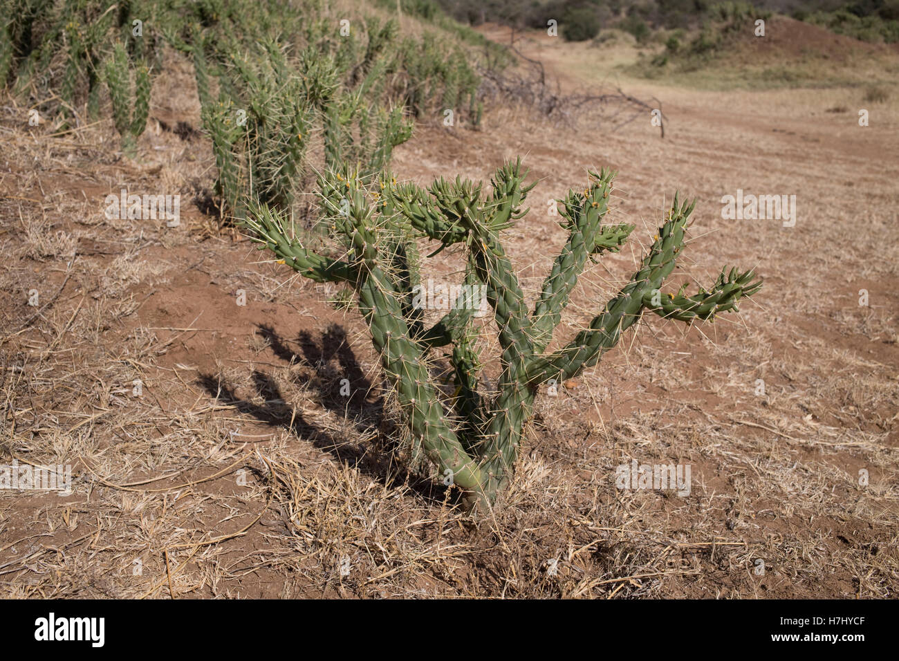 Piccolo fico d'india Euphorbia sp aride savana paesaggio Lakpipia Deserto vicino a Nanyuki Kenya Foto Stock