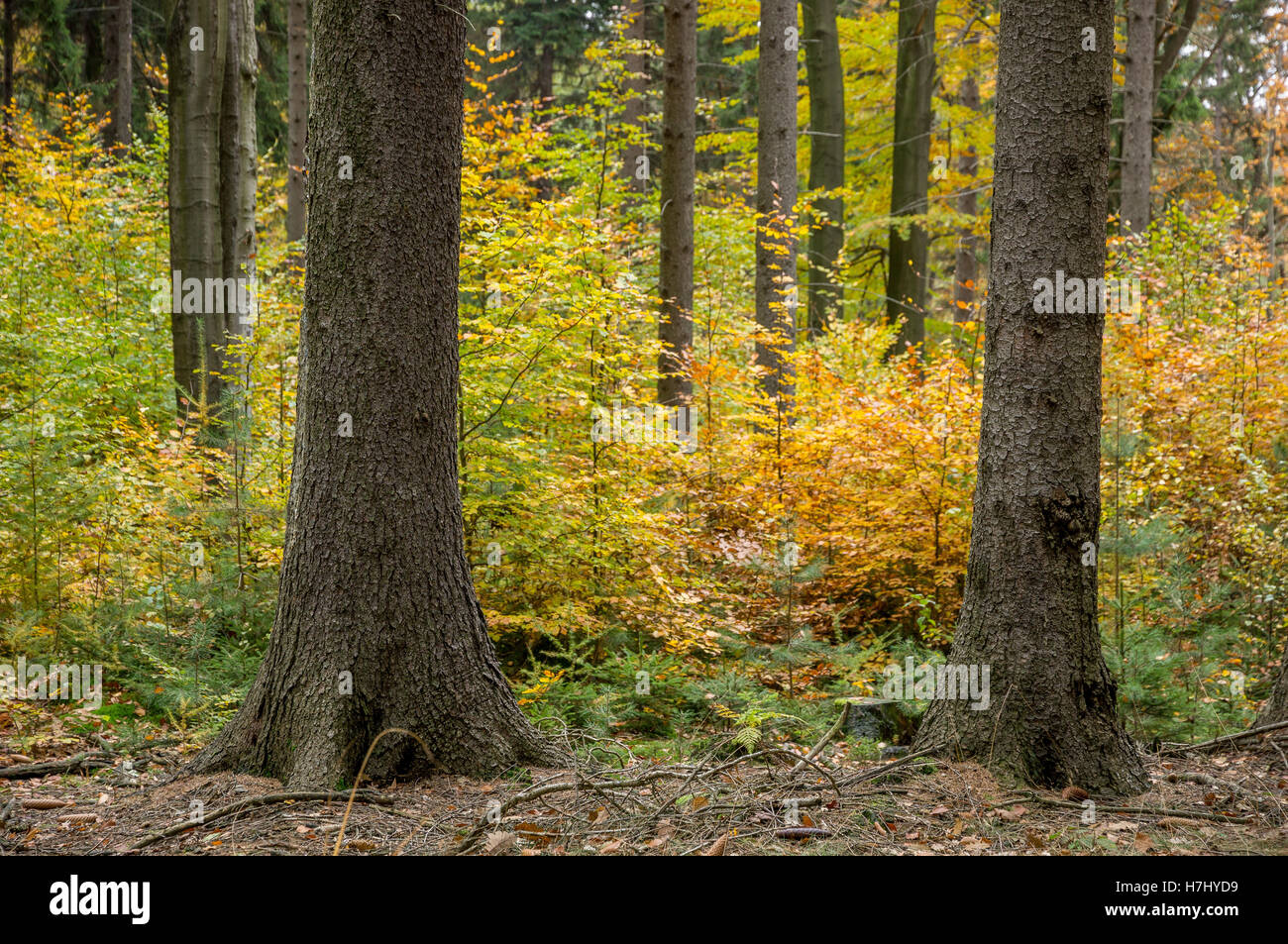 Central European colorato bosco misto in autunno Foto Stock