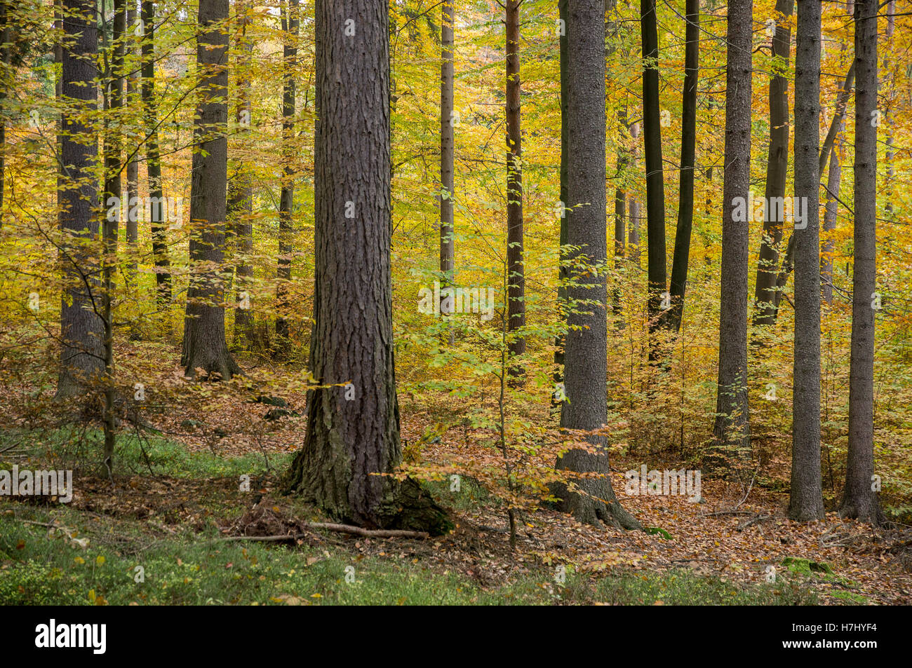 Central European colorato bosco misto in autunno Foto Stock