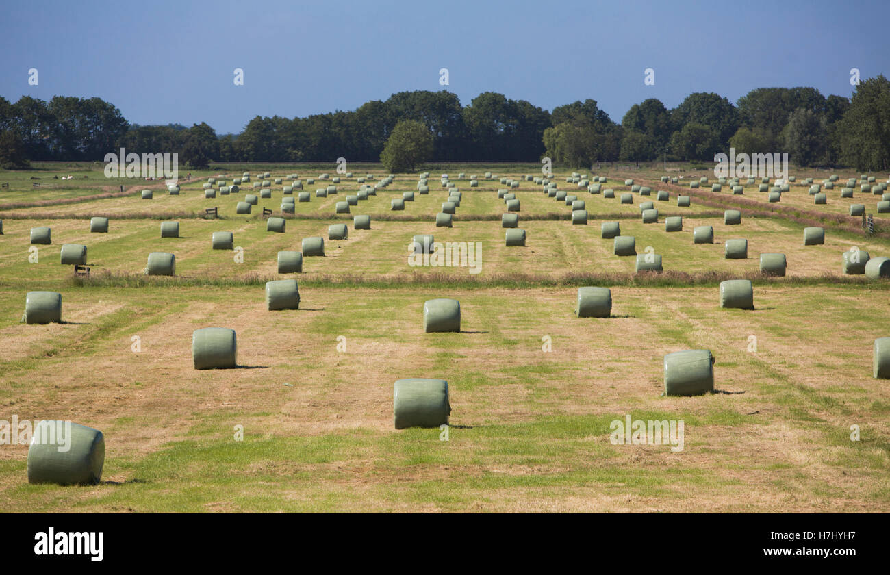 La raccolta di erba come foraggio in Olanda Foto Stock