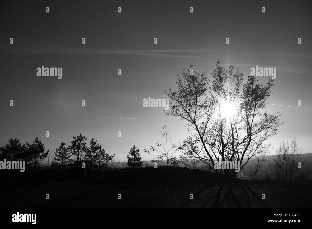 Sun dietro la struttura ad albero in bianco e nero Foto Stock
