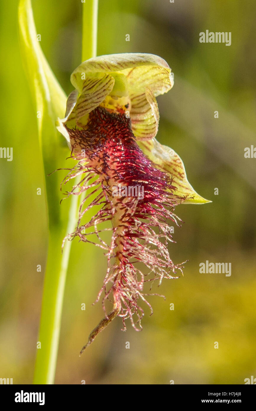 Calochilus robertsonii, viola la barba Orchid a Boomer Riserva, Panton Hill, Victoria, Australia Foto Stock