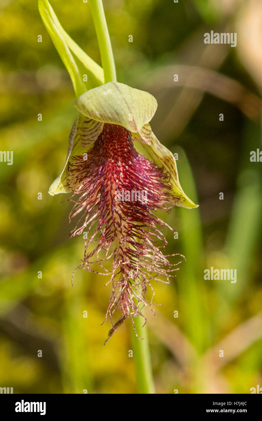 Calochilus robertsonii, viola la barba Orchid a Boomer Riserva, Panton Hill, Victoria, Australia Foto Stock