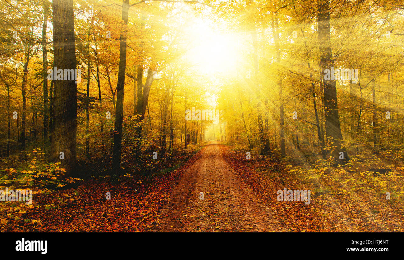Sole brillante nella foresta di autunno Foto Stock
