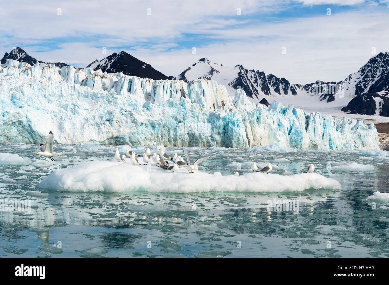 Nero-zampe (Kittiwakes Rissa tridactyla) su ghiaccio floe, Lilliehook ghiacciaio nel fiordo Lilliehook, isola Spitsbergen Foto Stock