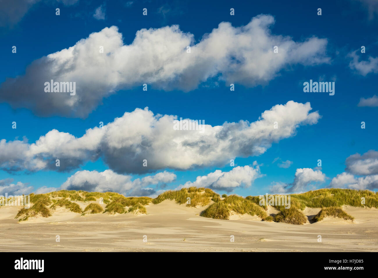 Dune sulla costa del Mare del Nord dell'isola Amrum, Germania Foto Stock